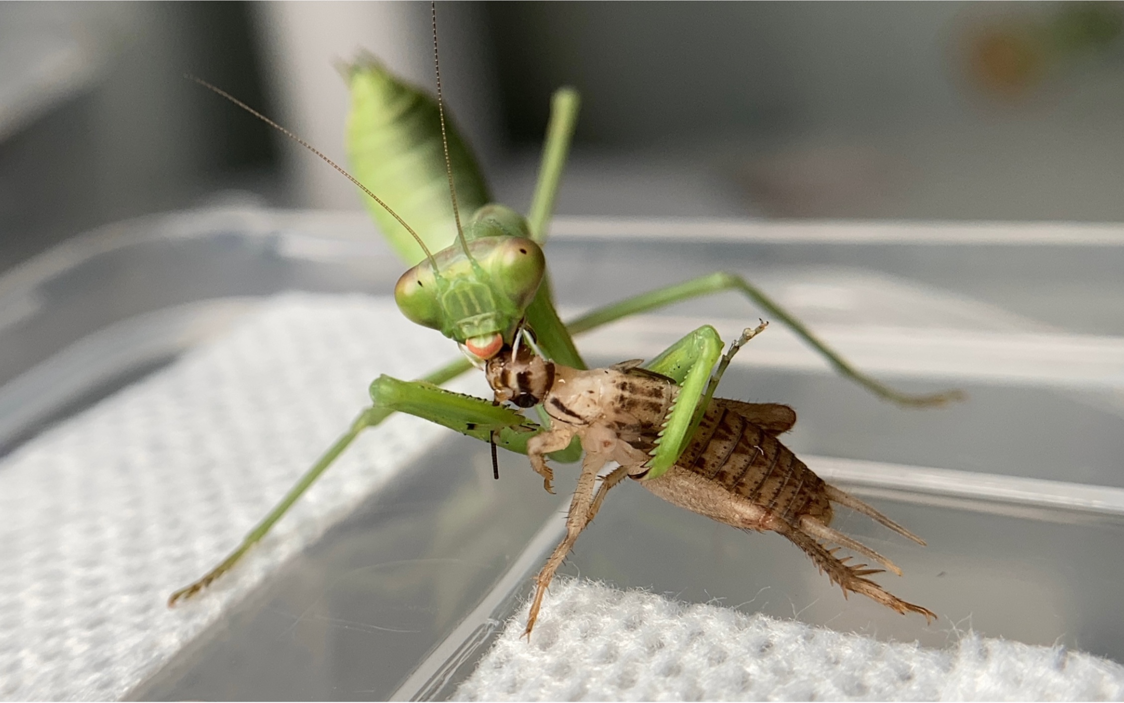 4k60fps残疾广斧螳啃食蟋蟀