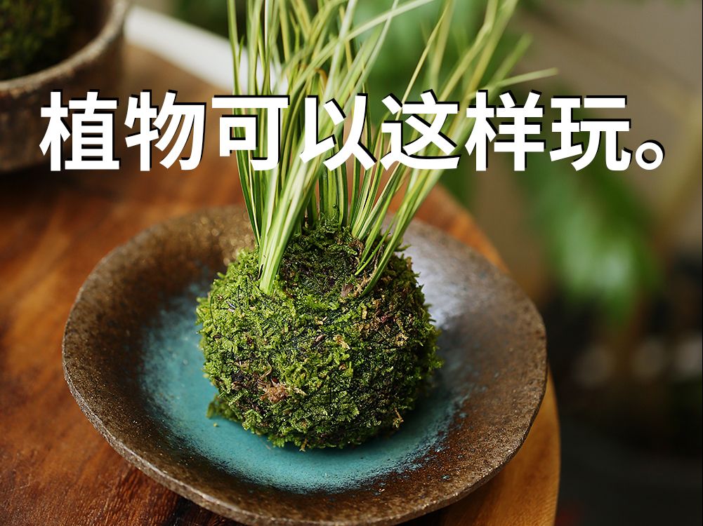 [图]万物皆可苔玉球。