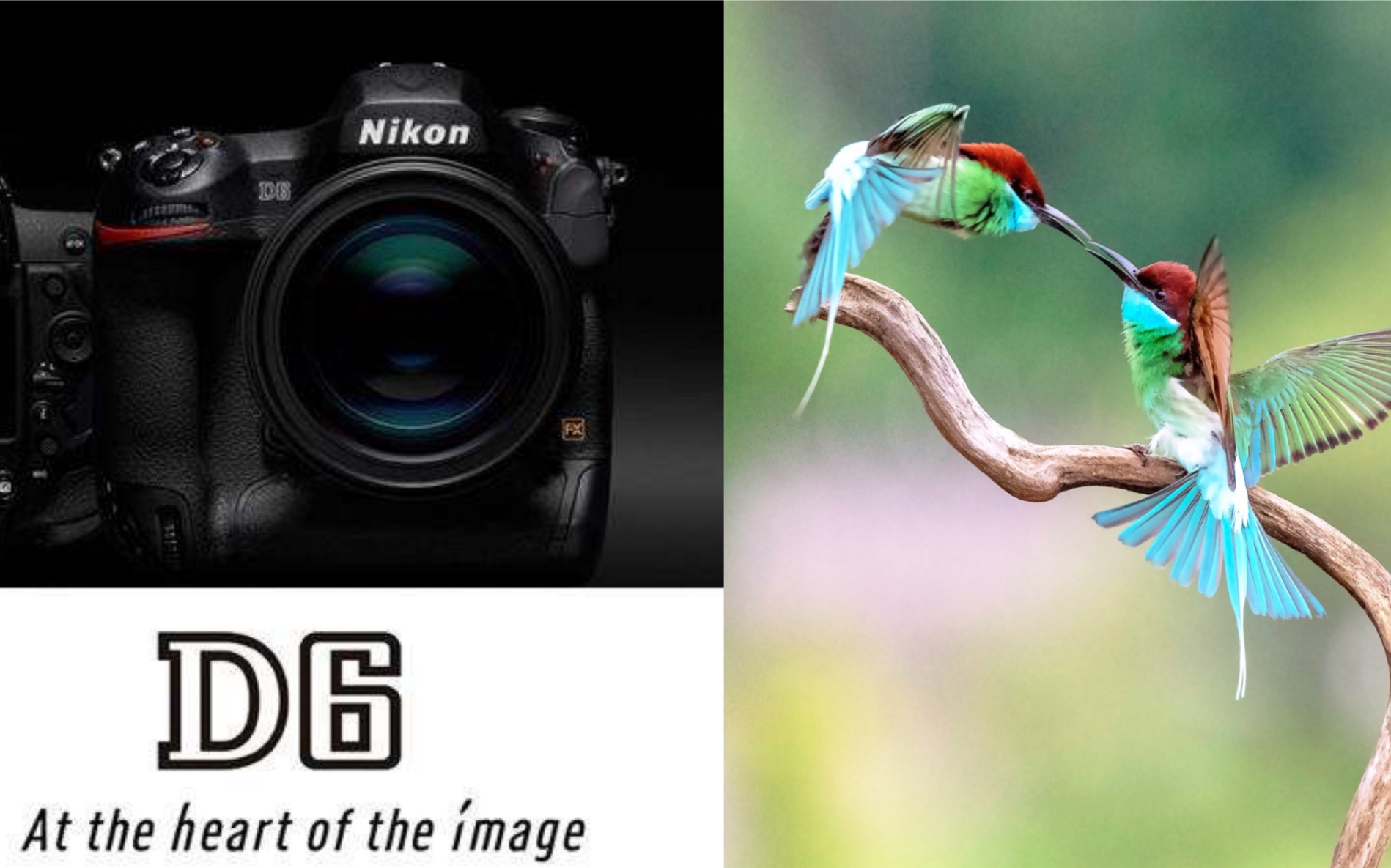 【尼康D6试拍体验】NIKON D6户外打鸟记录~哔哩哔哩bilibili