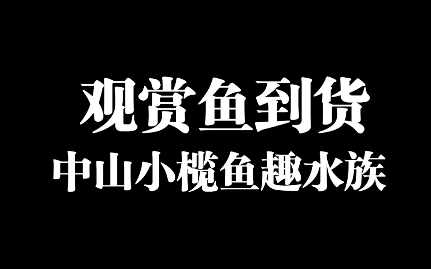 中山小榄鱼趣水族回货日常,这家开了十多年的水族馆里也是超多鱼哔哩哔哩bilibili