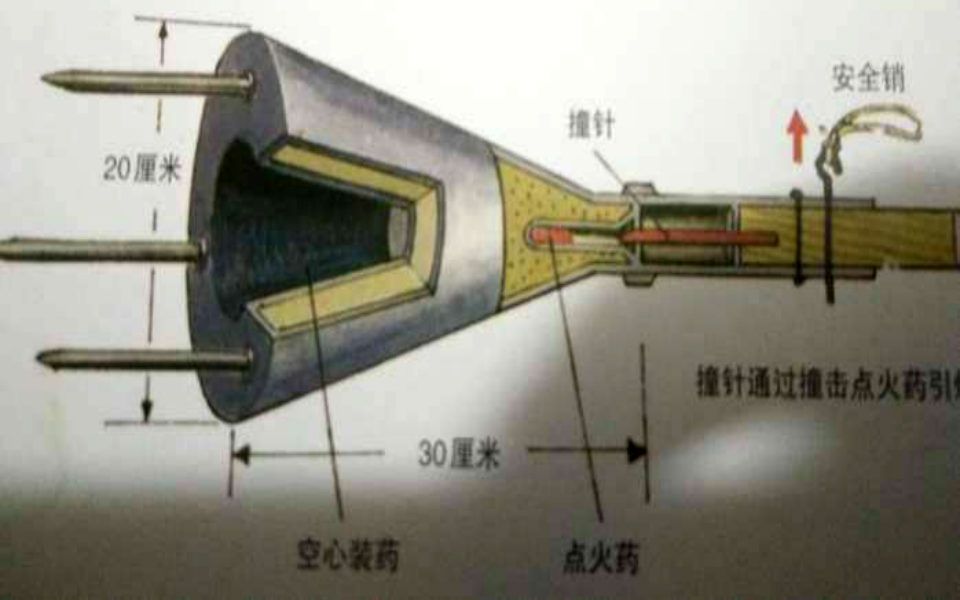 刺雷百科图片