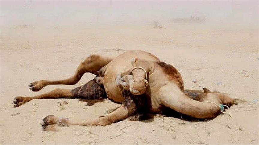 为何沙漠中渴死的骆驼不能碰呢遇到要小心,看完长知识了