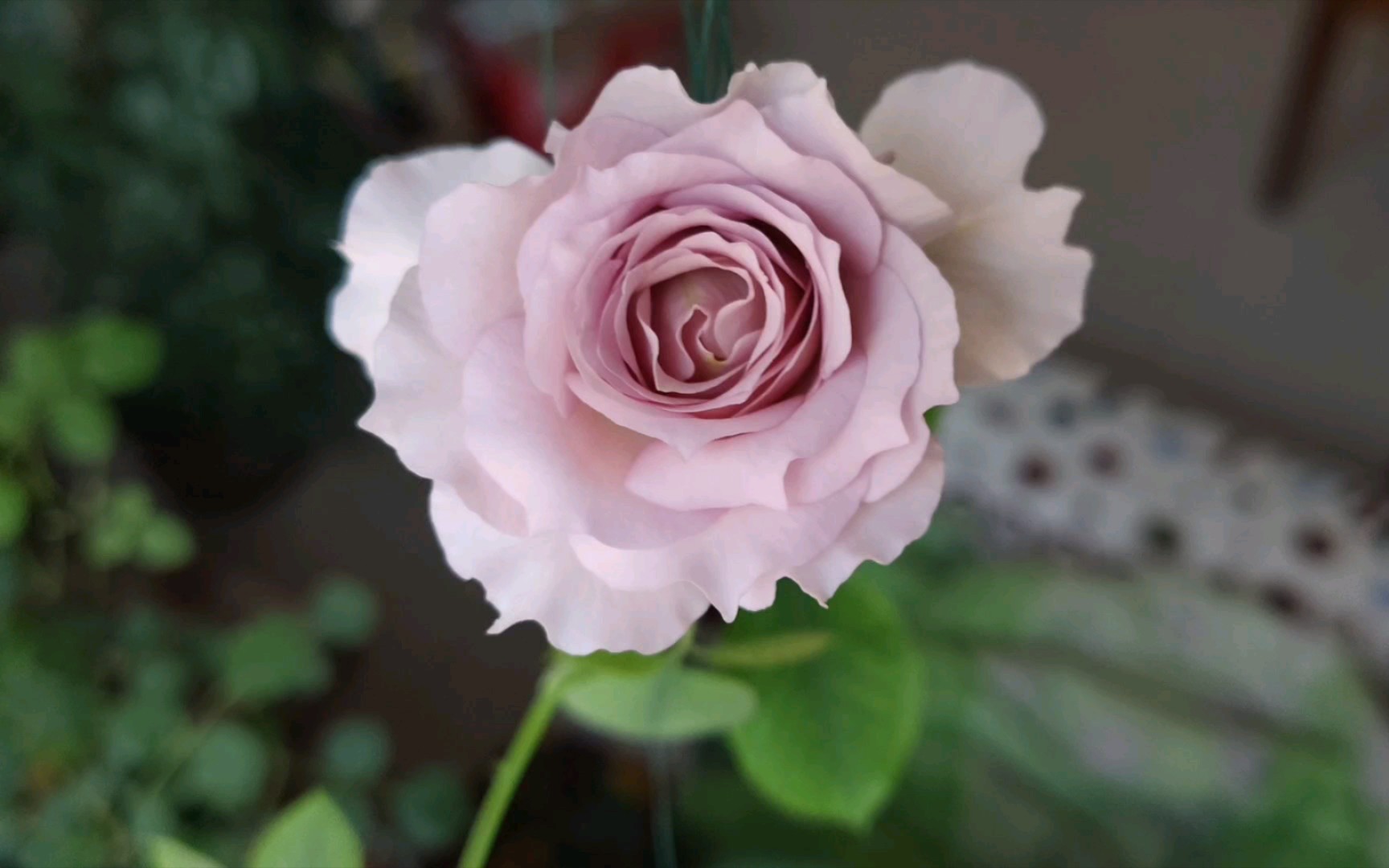 新浪潮月季初花