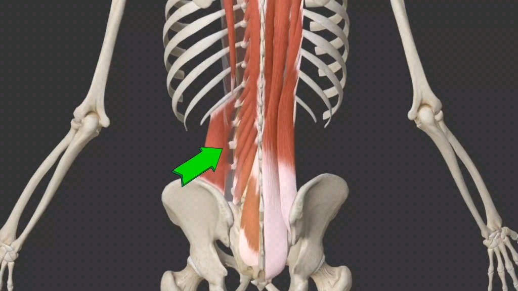 推拿必学 1分钟带你了解腰三横突和周边肌肉的关系