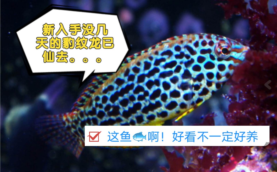 新入手没几天的豹纹龙就这样去了,状态时好时坏,搞不懂是哪里出了错?