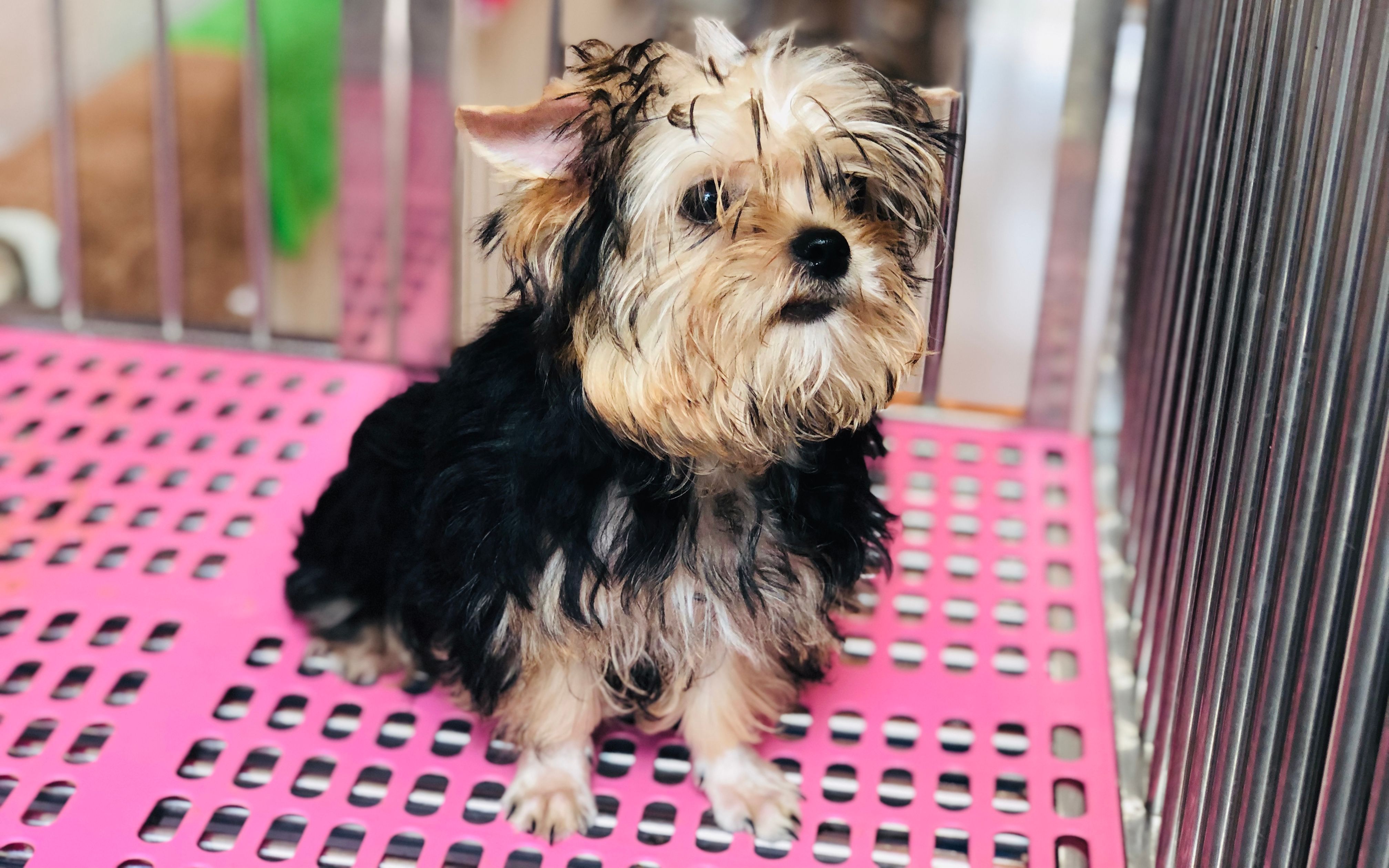 约克夏小奶狗吃的太多了,变成一只长毛猪,喜欢围着人转!