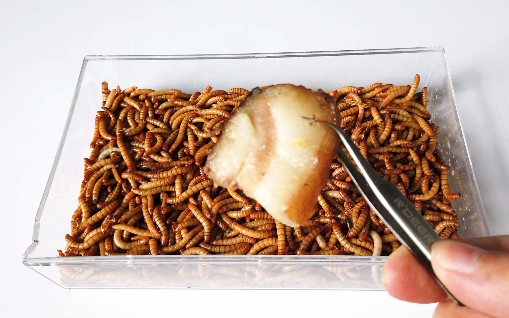 将腊肉放到一堆面包虫中,一天后会发生什么 分享嵌入电子邮件