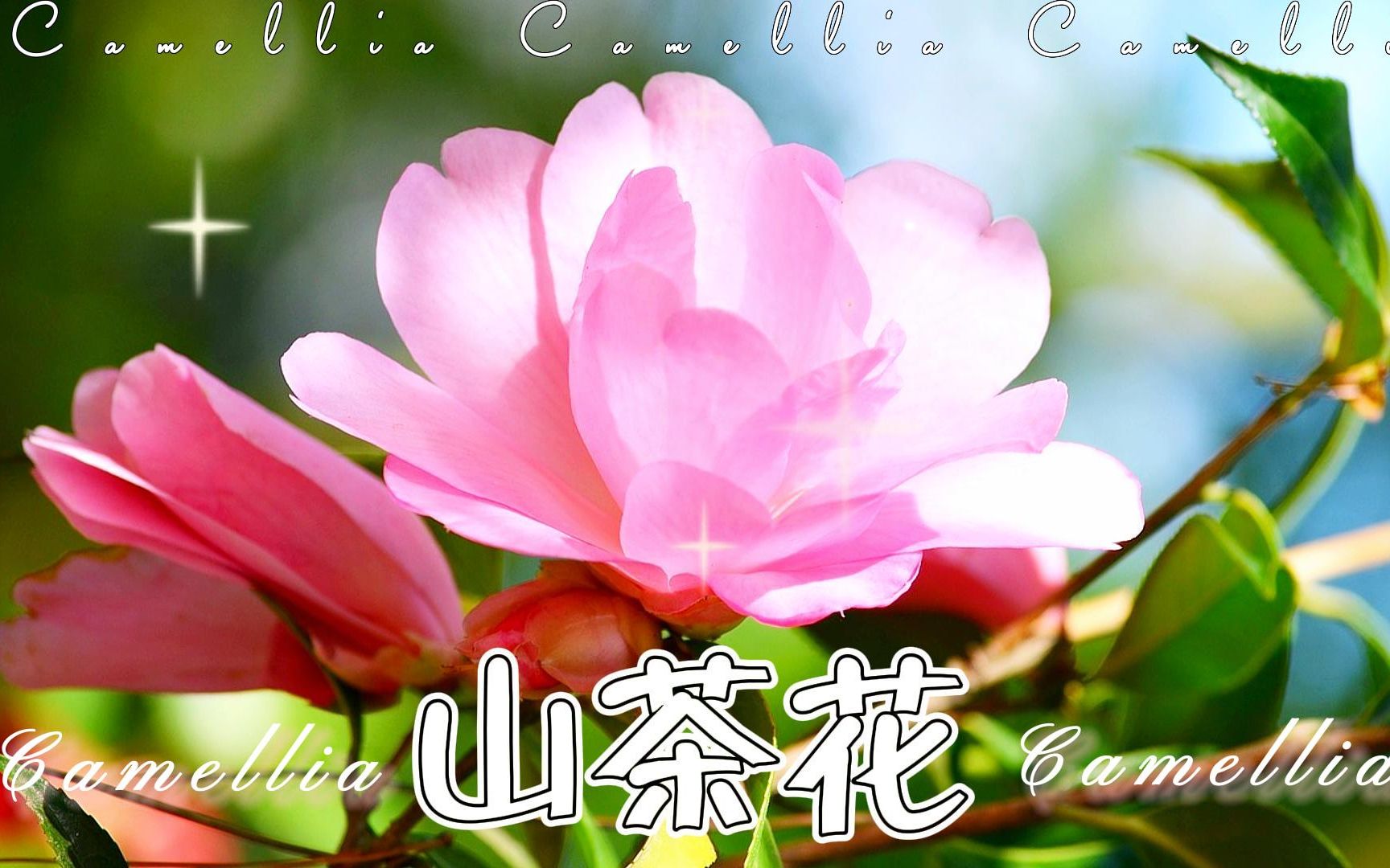 [图]冬季会开的花花（二）：山茶花