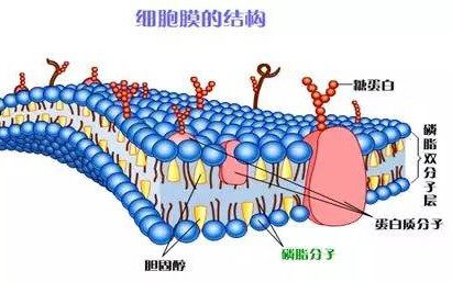 [高中生物必修一]细胞膜基本知识点讲解_哔哩哔哩 (゜-゜)つロ 干杯~-bilibili