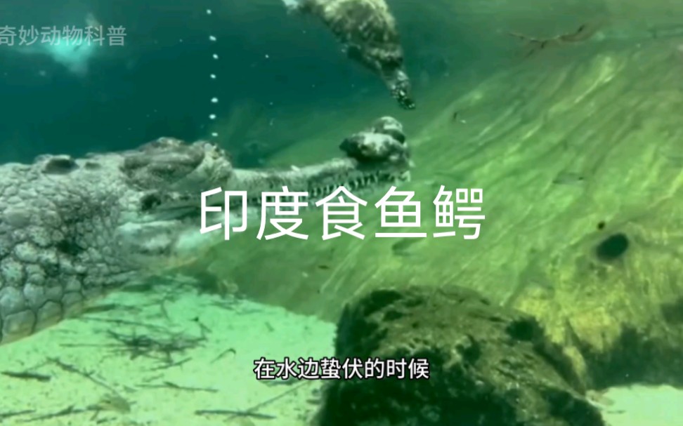 拥有鳄鱼中最长的嘴——印度食鱼鳄,又丑又萌,温柔的渔夫