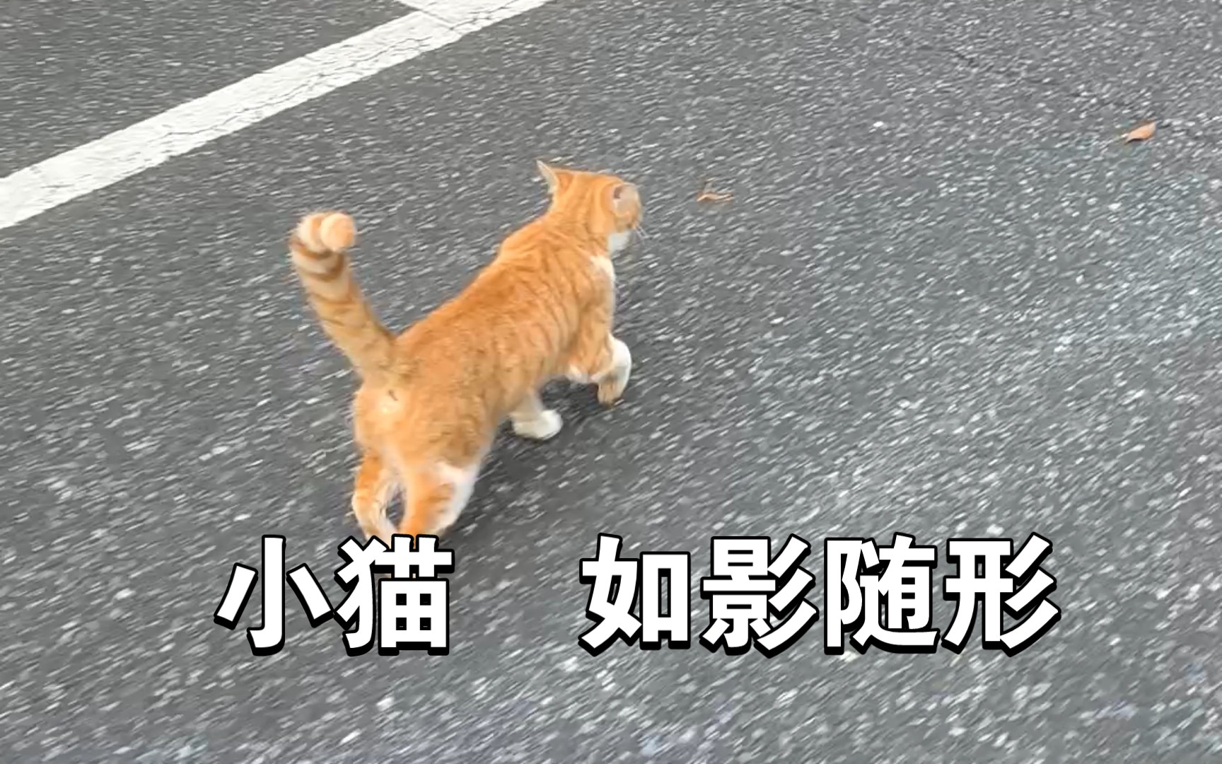 小猫 如影随形