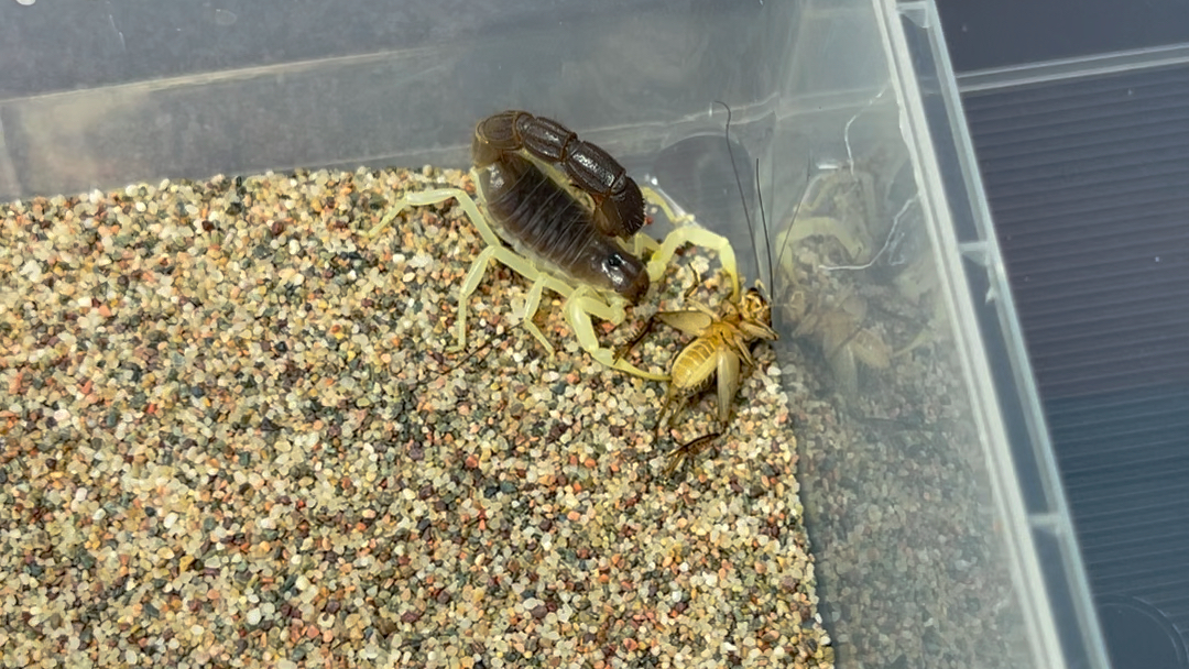 墨玉粗尾蝎瞬秒迷卡斗蟋蛐蛐