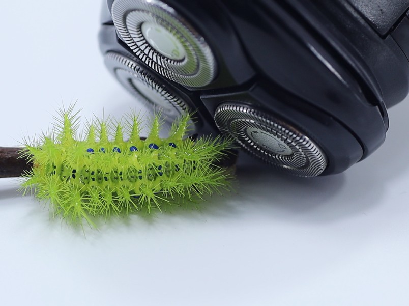 把洋辣子的毛剃掉,会发生什么事