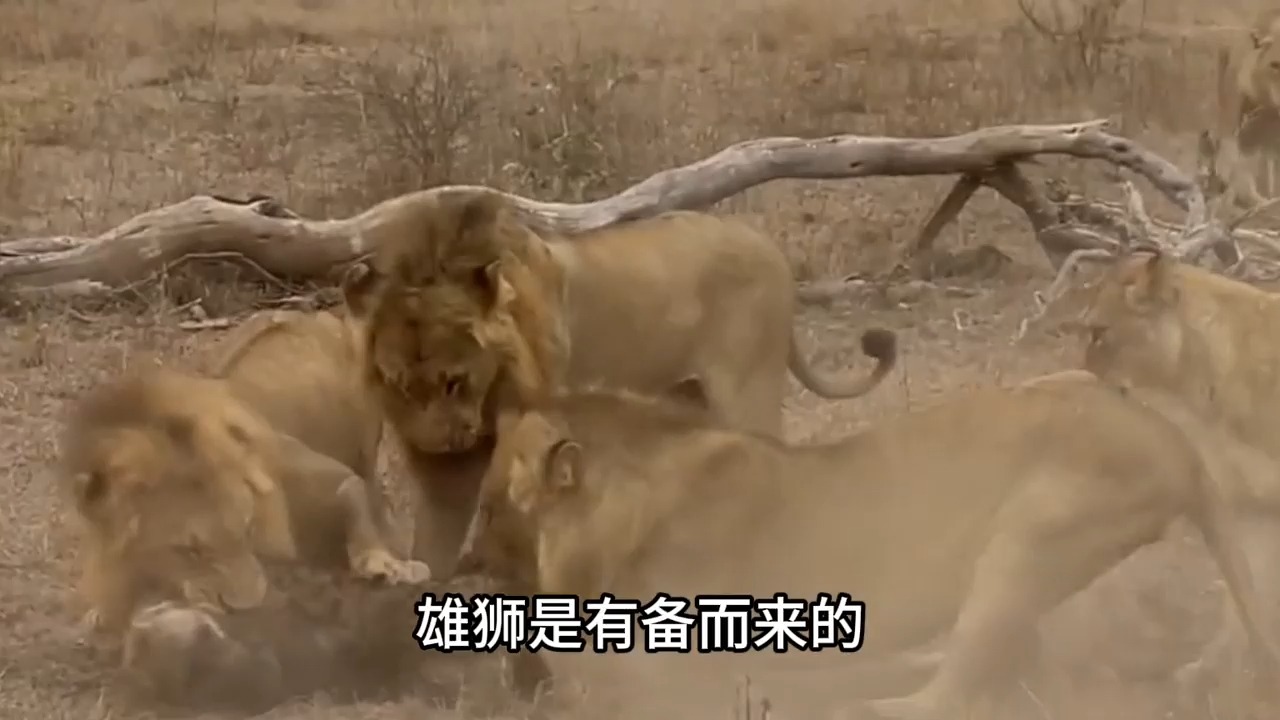 574 鬣狗打劫雄狮,随后便遭到疯狂报复