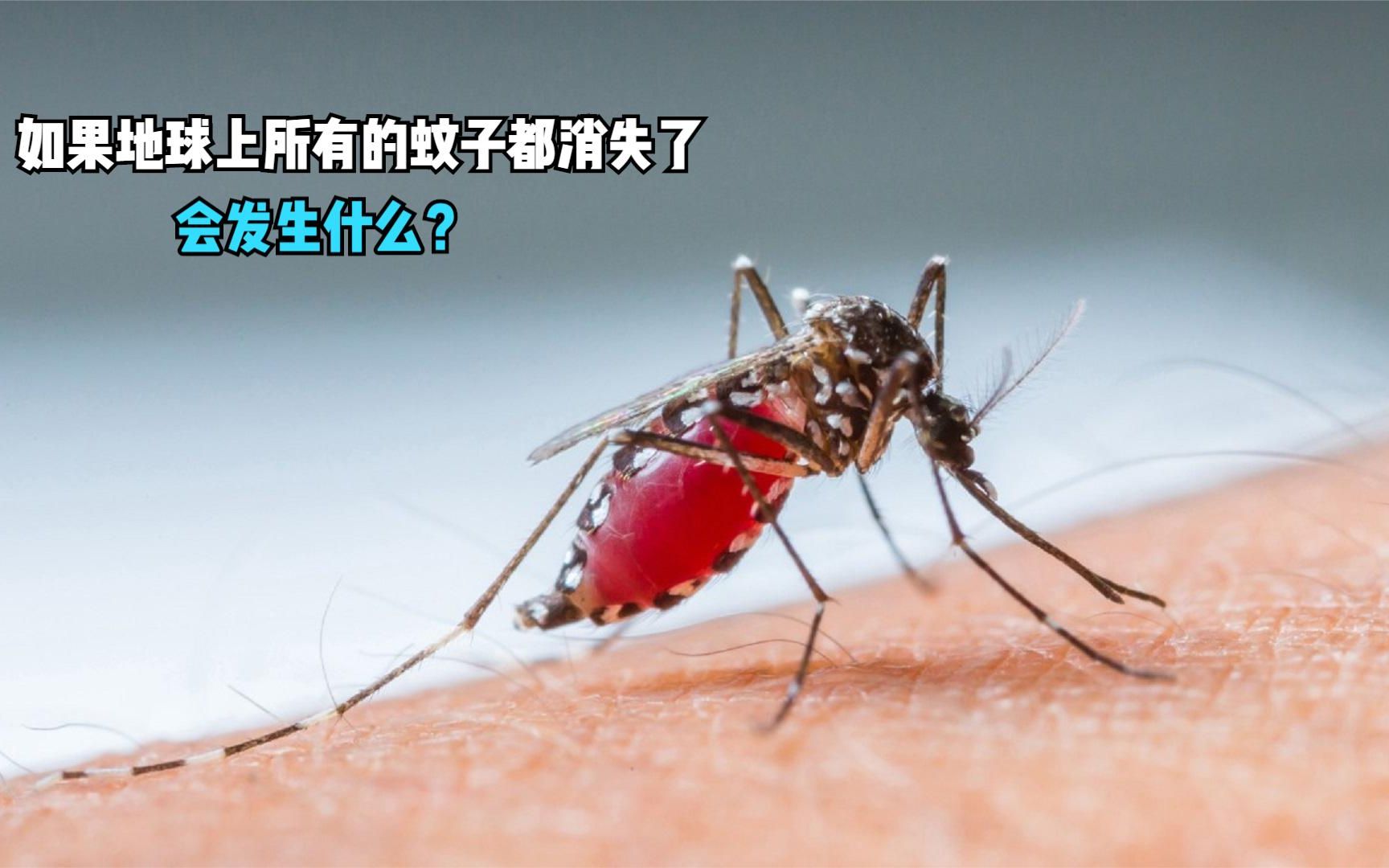 如果地球上所有的蚊子都消失了,会发生什么?后果会很严重吗?