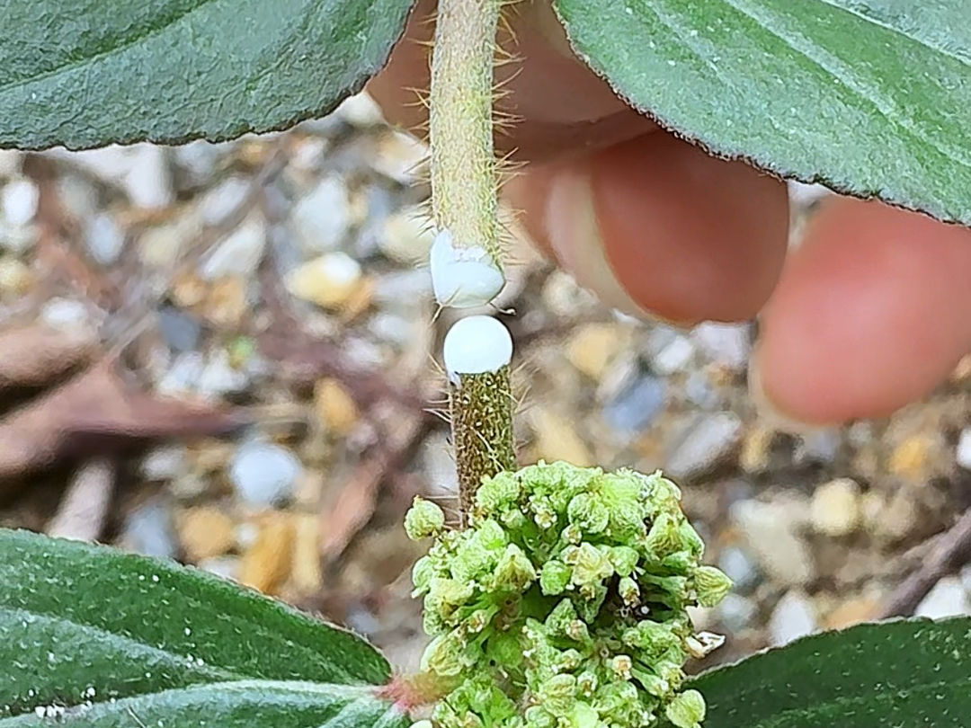 这种植物叫飞扬草,也叫节节花、奶浆草,村里人经常把它拔回家哔哩哔哩bilibili