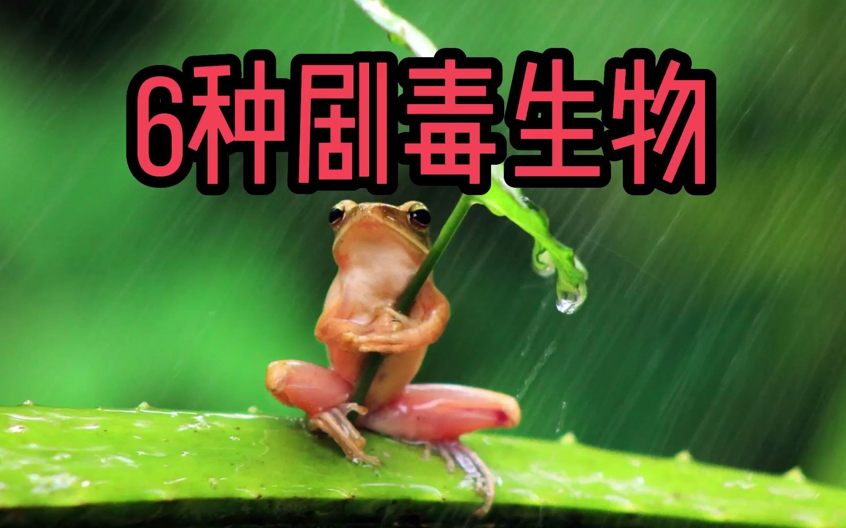 6种剧毒生物,你一定不想碰上