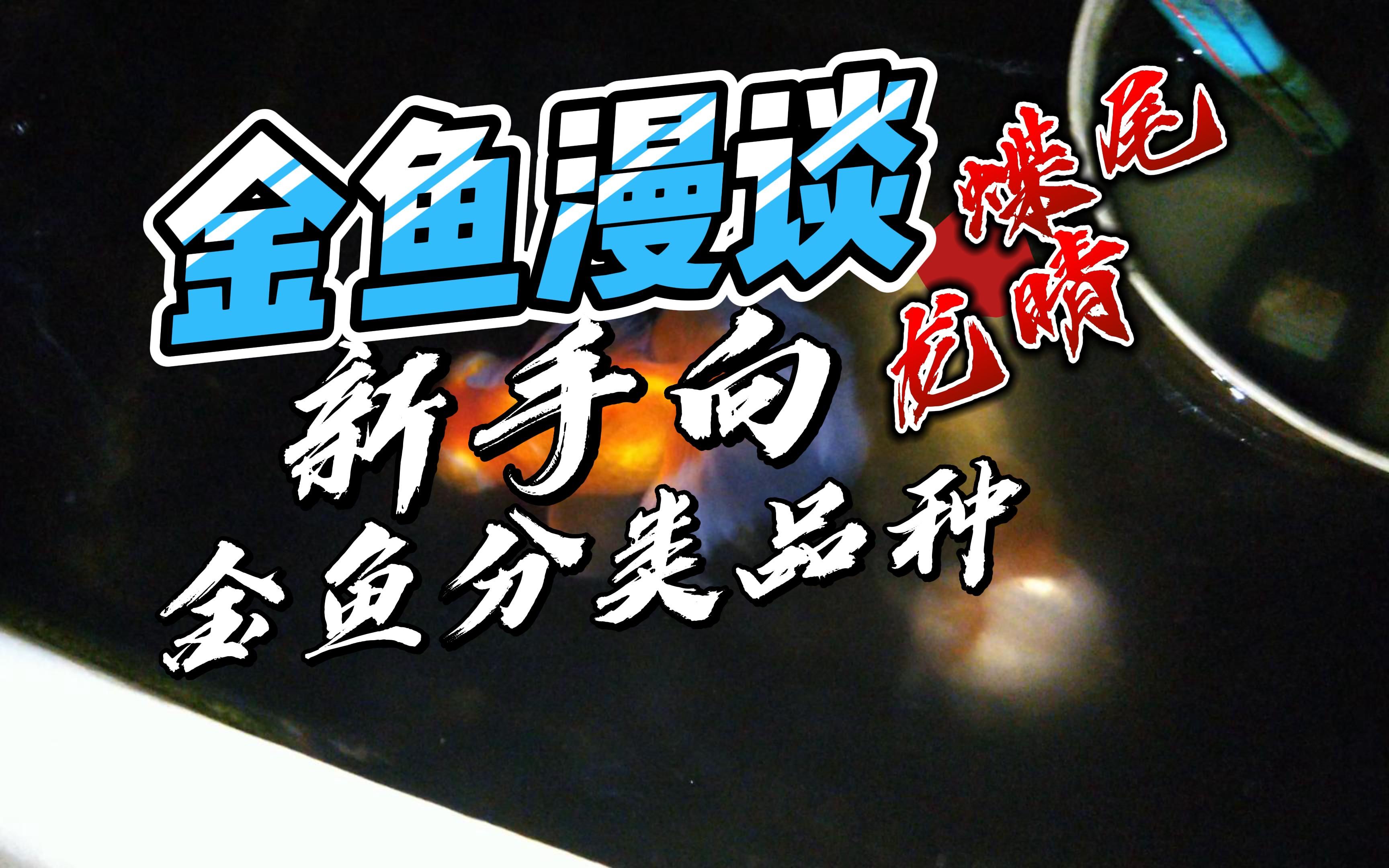 金鱼漫谈龙睛金鱼2蝶尾龙睛 绮绣罗裙起清澜 静流蝶影动心弦哔哩哔哩bilibili