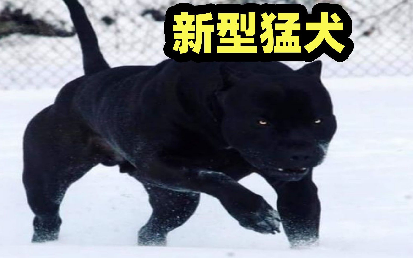 黑豹犬百科图片