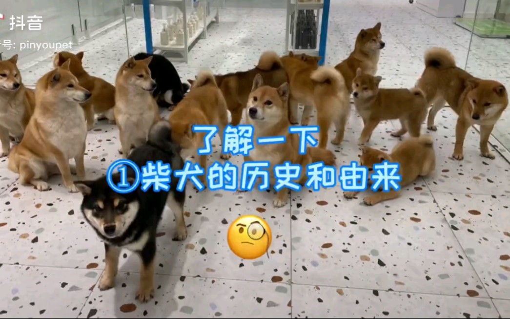 柴犬的由来哔哩哔哩bilibili