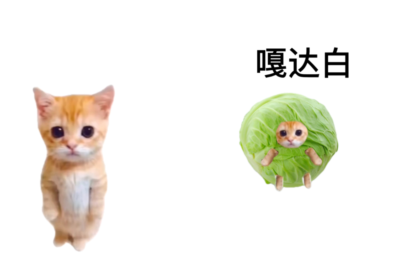 可颂猫,但是东北嘎达白哔哩哔哩bilibili