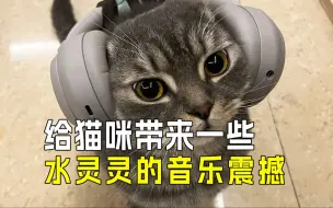 Download Video: 【猫咪音乐】五大神曲，猫听了会疯掉💯