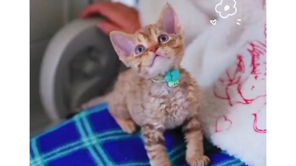 虎斑德文弟弟有人要吗,价格美丽