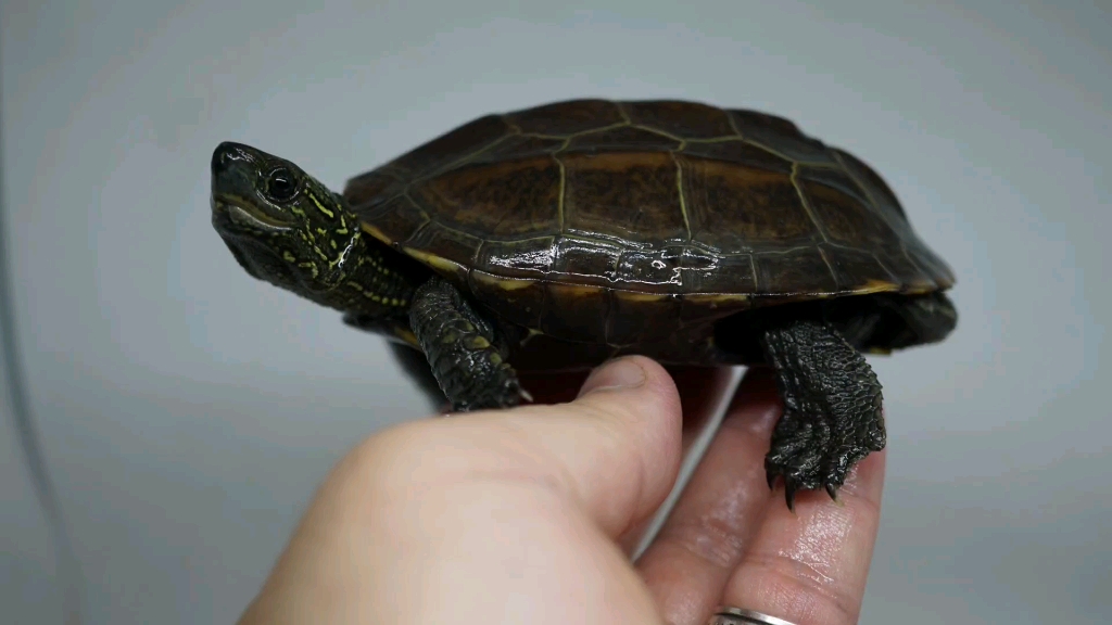 【草龟】锈墨彩出(极)魔眼公草龟