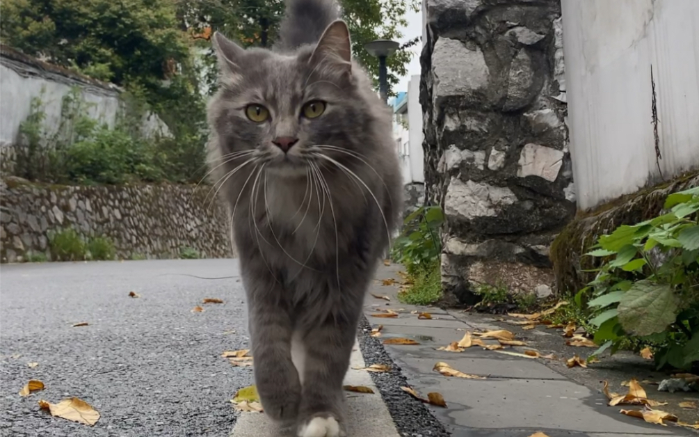 威武小猫咪出街