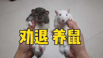 Tải video: 劝退你养花枝鼠！！