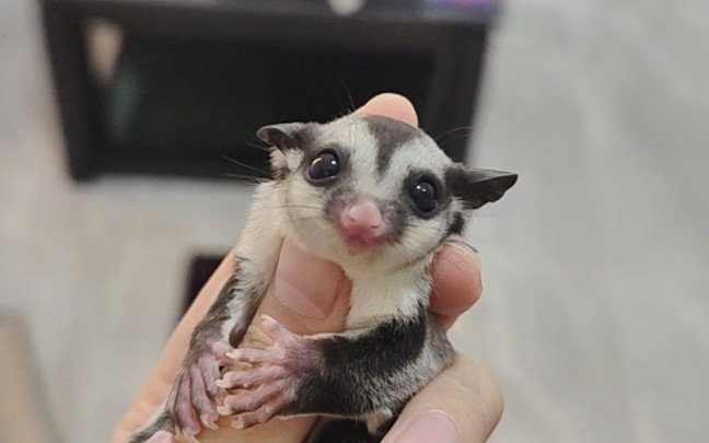 蜜袋鼯 基因普弟弟去北京新家啦