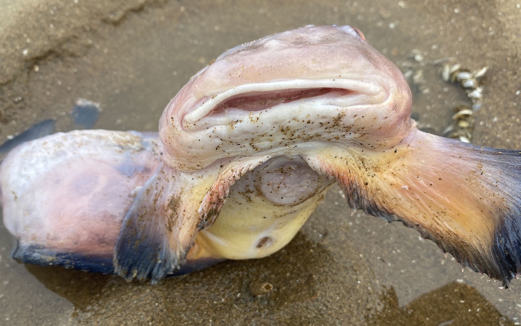 大海退潮后,大齐在沙滩上发现一条娃娃脸的鱼,还有迷你小海参