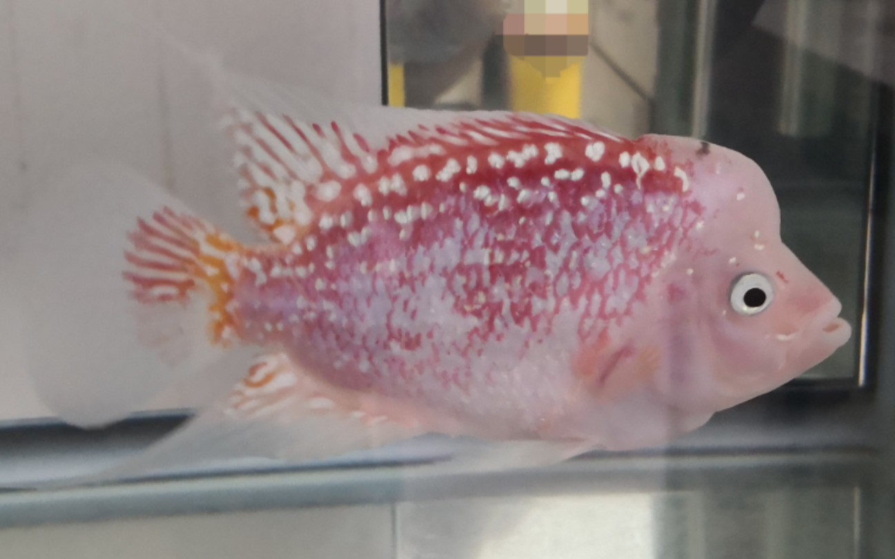 拥有一条颜值超高的雪山金花罗汉鱼是什么体验?