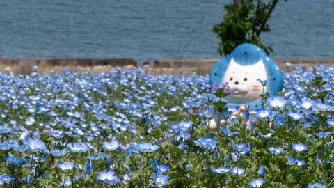 大阪舞洲人工岛vlog 22粉蝶花祭典 陶艺体验 海边追逐日落 哔哩哔哩