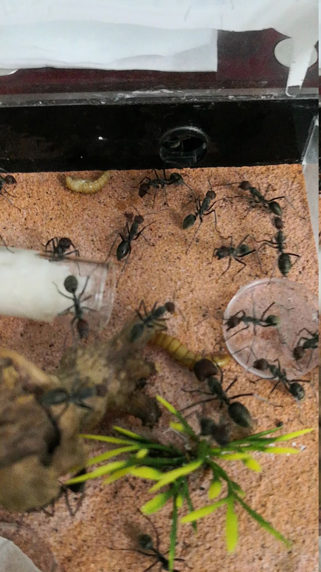 红头弓背蚁vs特化兵蚁图片