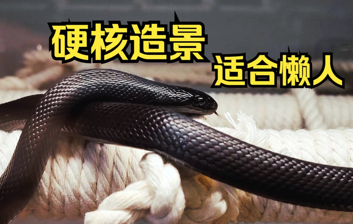 墨西哥黑王蛇为小黑造景丰容给他更多的活动空间又不耽误铲屎非常省心