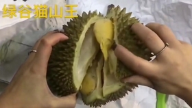 一只猫山王榴莲的追寻之旅 哔哩哔哩 つロ干杯 Bilibili