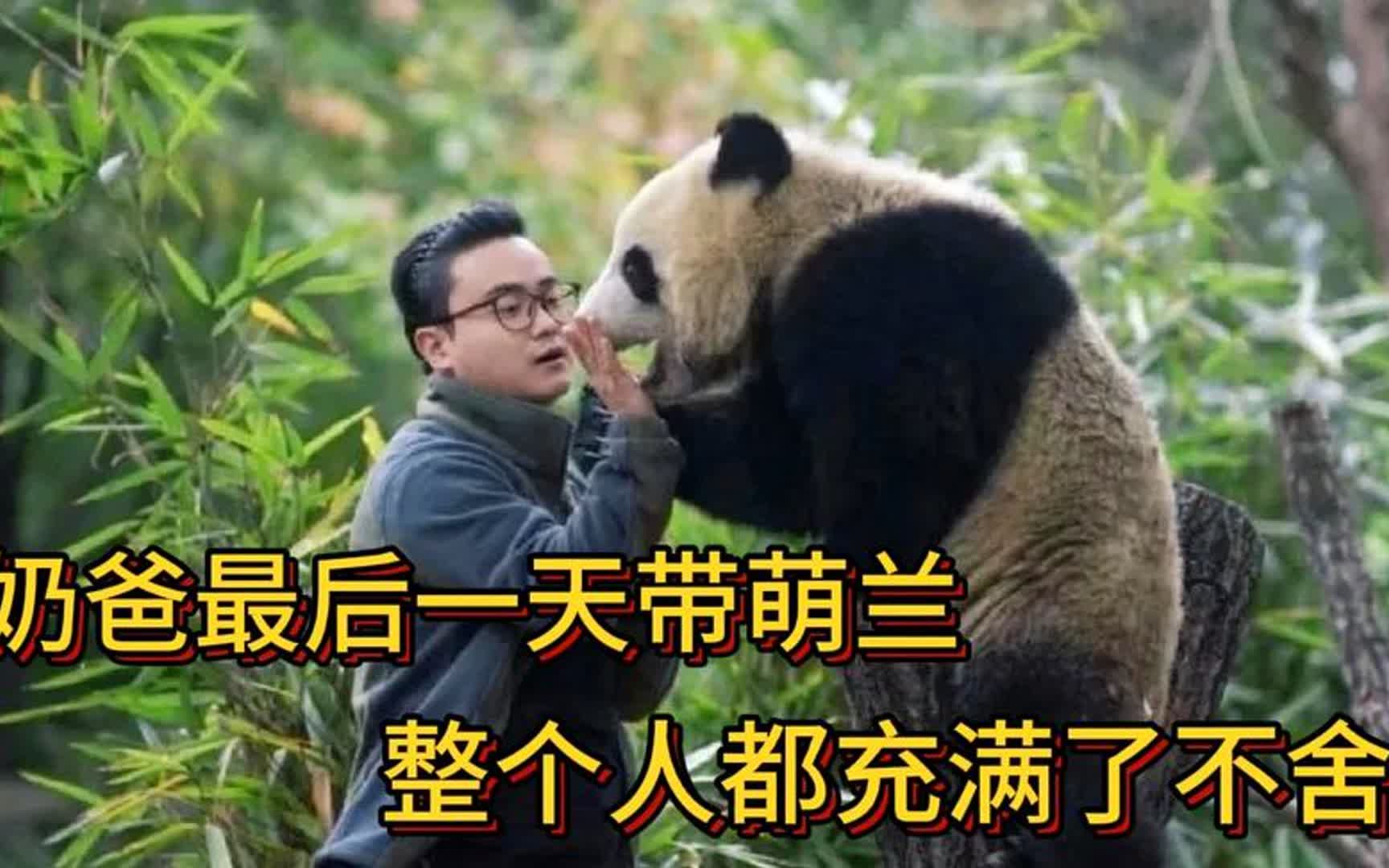 发箍奶爸去北京看萌兰图片