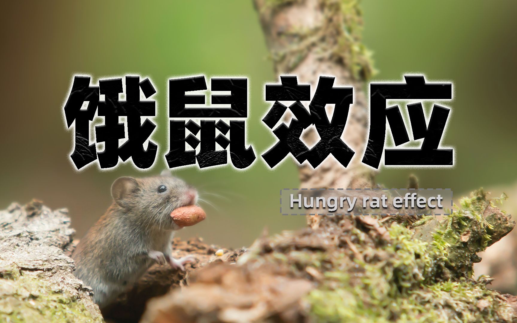 饿鼠效应值得令人深思!-bili_53264066962-默认收藏夹-哔哩哔哩视频