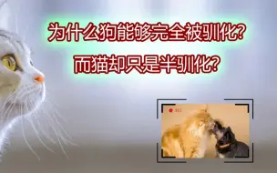 下载视频: 为什么狗能够完全被驯化？而猫却只是半驯化？