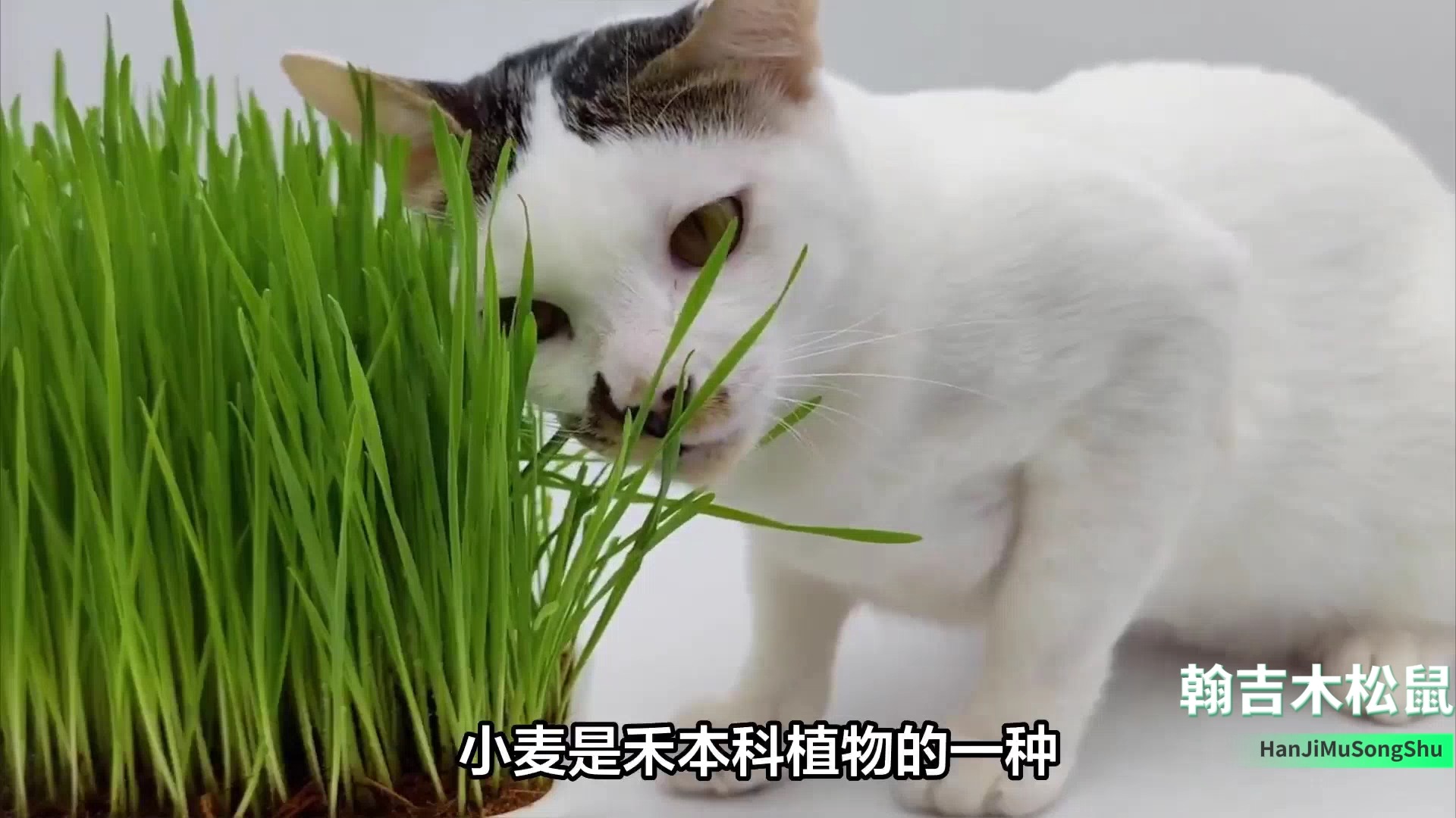 猫草种子是不是就是小麦种子 部分猫草的特点和适用性哔哩哔哩bilibili