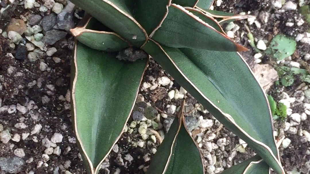 玫瑰武士虎皮兰 鸟嘴虎皮兰