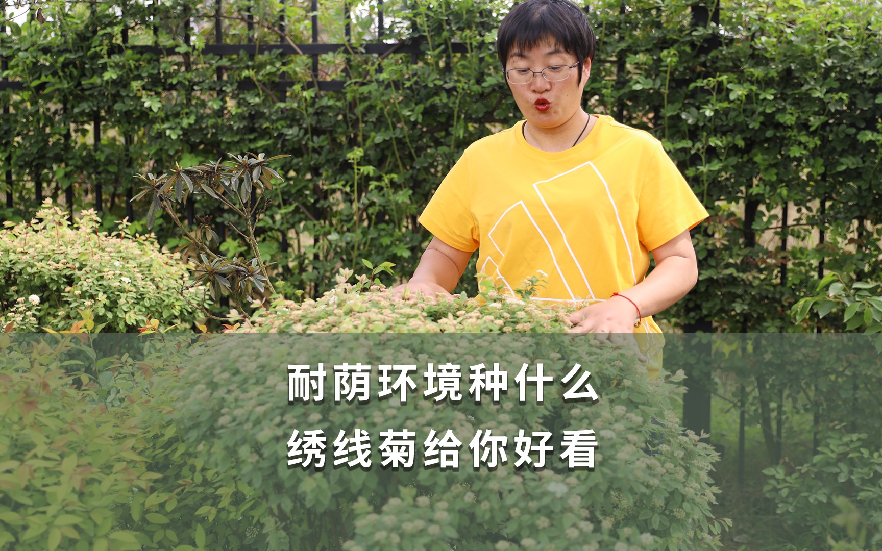 [图]【海妈植物推荐】耐荫环境种什么 绣线菊给你好看