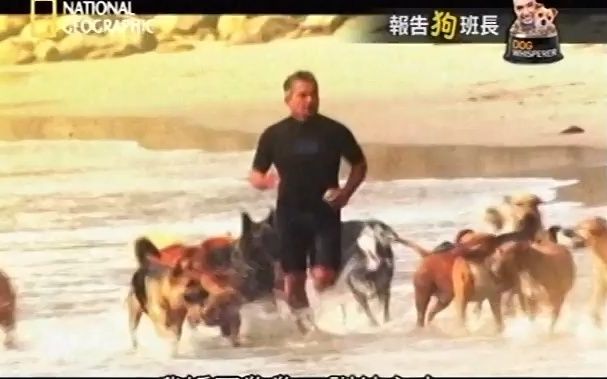 [图]DOG WHISPERER-狗语者/报告狗班长第1集