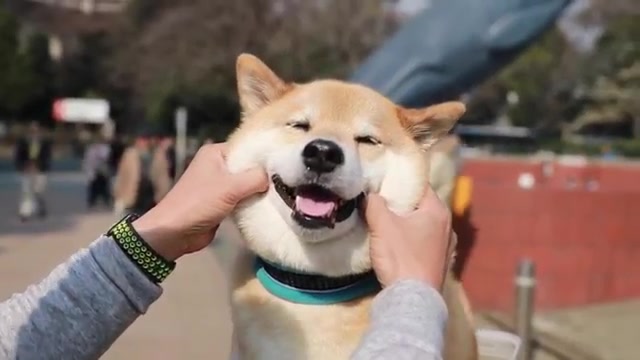 捏捏柴犬的小肥脸_哔哩哔哩_bilibili