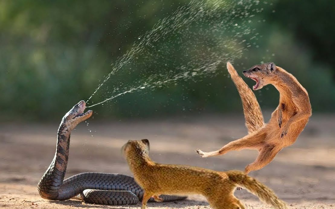 当眼镜蛇遇到獴喷出的毒液对獴来说就是撒点水