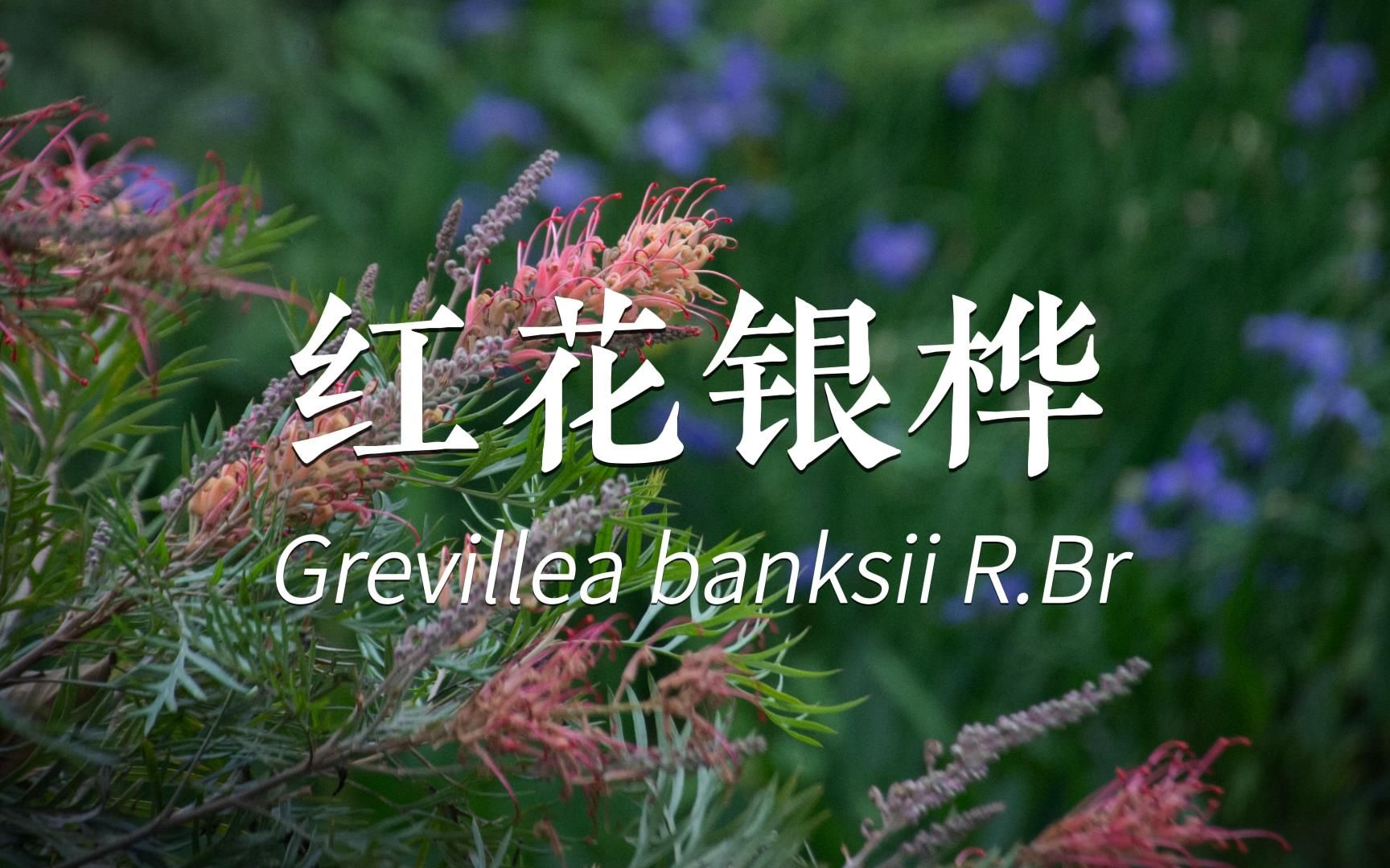 红花银桦 蜜蜂老喜欢它了(Grevillea banksii R.Br)哔哩哔哩bilibili