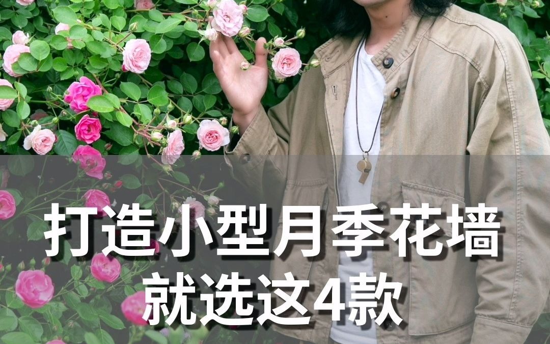 打造小型月季花墙,推荐这4款哔哩哔哩bilibili