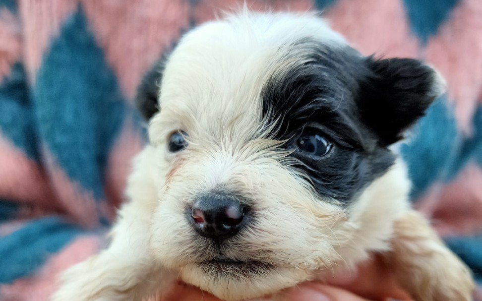 像奶牛的小奶狗