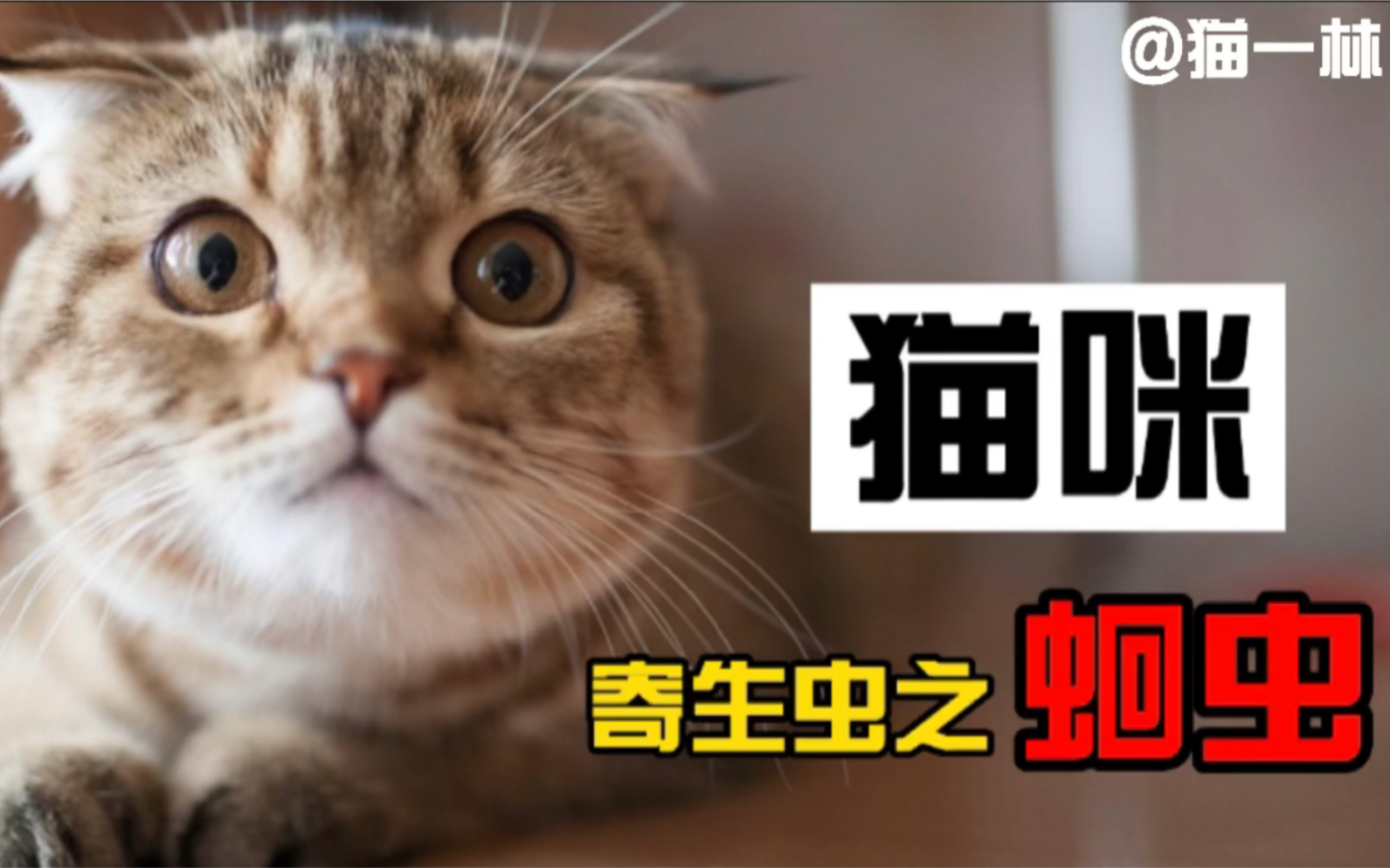 猫咪寄生虫之蛔虫!哔哩哔哩bilibili